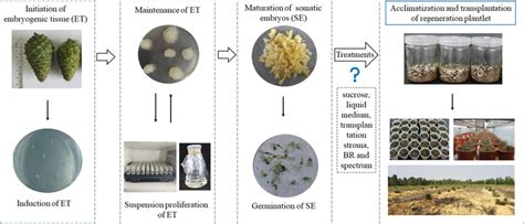 Plant Regeneration Via Somatic Embryogenesis In Nematode Resistant