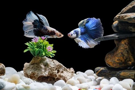 Transform Your Bettas World Inspiring Tank Designs For A Vibrant Home