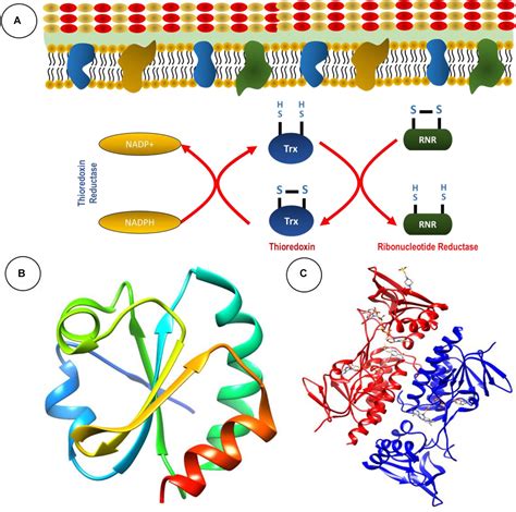 Frontiers Thioredoxin Reductase Is A Valid Target For Antimicrobial