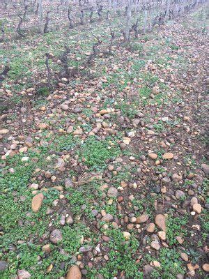 Pictures Of Soil Types From Wine Regions Around The World Fernando