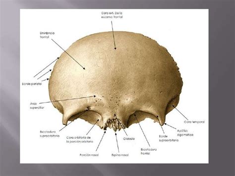 Frontal Hueso Buscar Con Google Huesos Del Craneo Huesos Craneo