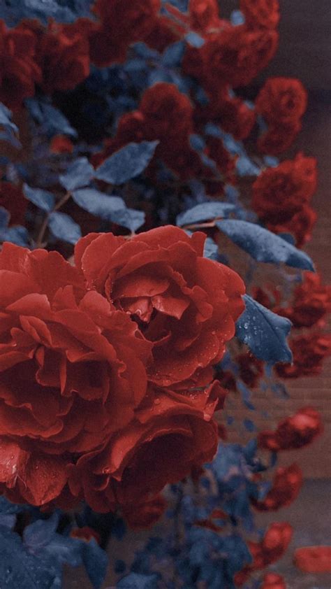 Обои / Wallpapers