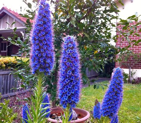 Humble Flowers A Stunning Australian Native Called Echium Modern Design In 2020 Australian