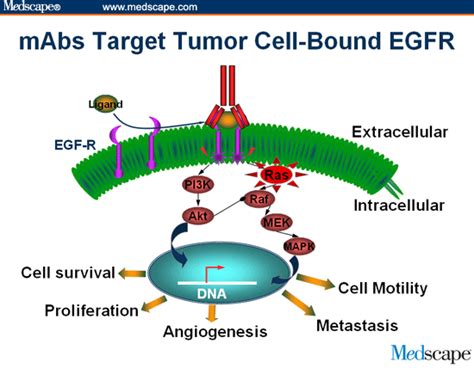 Biomarkers In Targeted Therapy For Colorectal Cancer