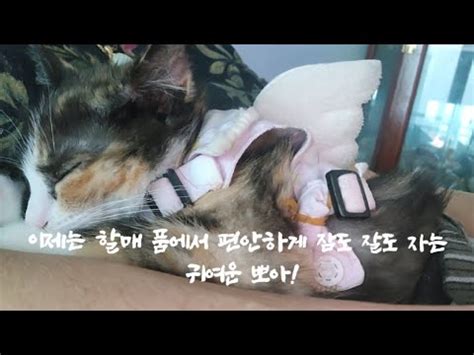 제212회 구조한 새끼 고양이 35일째 오늘은 비가 와서일까 뽀아는 하루 종일 할매 품속을 파고 든다 YouTube