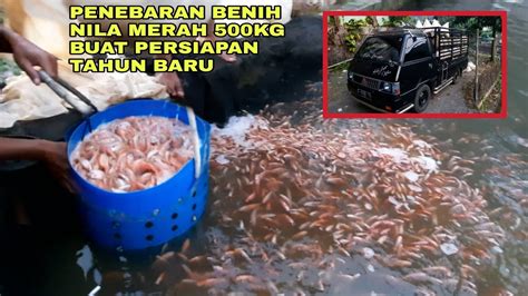 Penebaran Benih Ikan Nila Merah Kg Buat Persiapan Tahun Baru Youtube