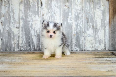 Pomsky Puppies for Sale and Adoption in Ohio - PETS TOURS