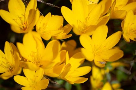 Un Ramo De Flores Amarillas En Un Campo Foto Premium