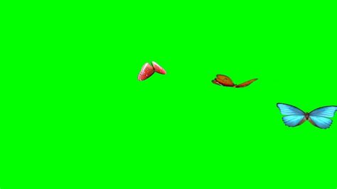 Best Animated Butterflies Flying Butterflies Green Screen Hd Youtube