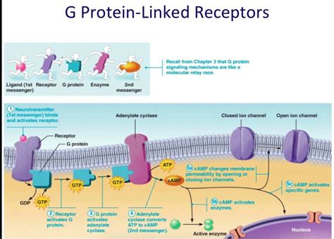 Diagram Of Gpcr Adenylate Cyclase Camp Signaling Where Receptor