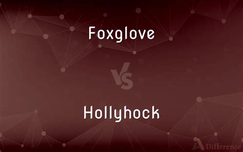 Foxglove vs. Hollyhock — What’s the Difference?