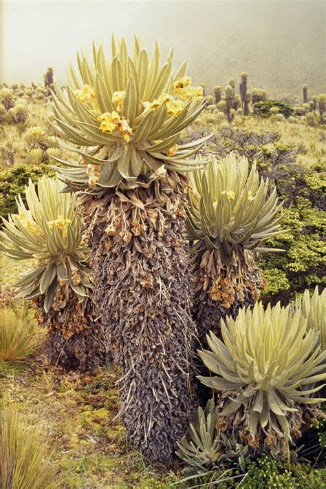 Frailejones in the Paramo, Colombia - Stock Image - C046/8684 - Science ...