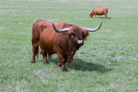 Bull Cattle Scottish Highland Free Photo On Pixabay Pixabay