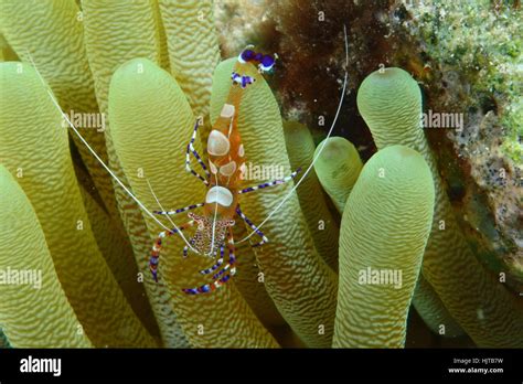 Spotted Cleaner Shrimp Periclimenes Yucatanicus In Sea Anemone Stock