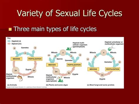 Meiosis And Sexual Life Cycles Ppt Download