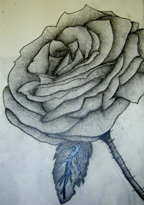 Open Rose sketch by smiles-in-a-box on DeviantArt