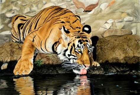 Tiger In Water