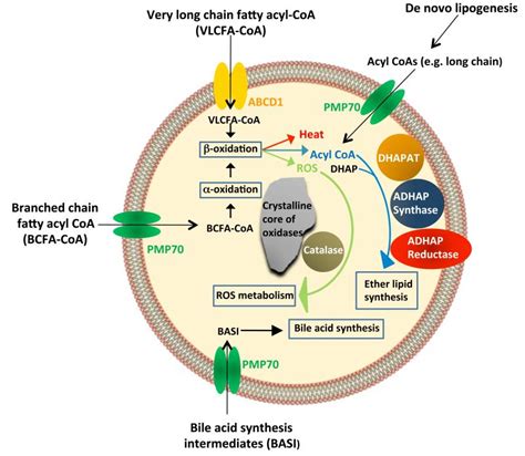 Structure and functions of peroxisomes | Leaders in Pharmaceutical ...