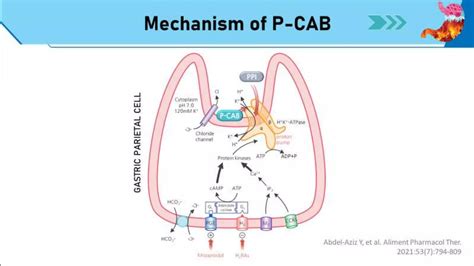 Potassium Competitive Acid Blocker Pptx