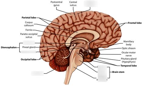 File Diagram Showing The Lobes Of The Brain Cruk Wikipedia Off