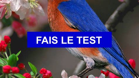 Test de personnalité Quel oiseau es tu