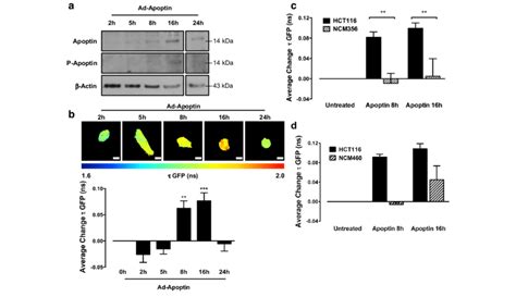 Apoptin Induced Activation Of Pkc Isoforms In Colon Cancer Cells But