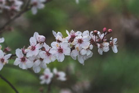 Autumn Flowering Higan Cherry - Japan Cherry Blossoms