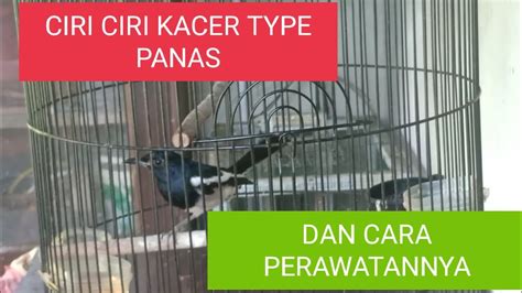 Ciri Ciri Kacer Type Panas Dan Cara Perawatannya Youtube