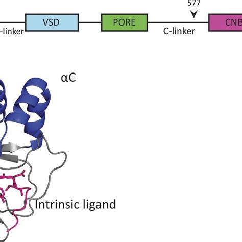 Domains Of HeAG1 Channel And CnB Hd Structure A Schematic Showing