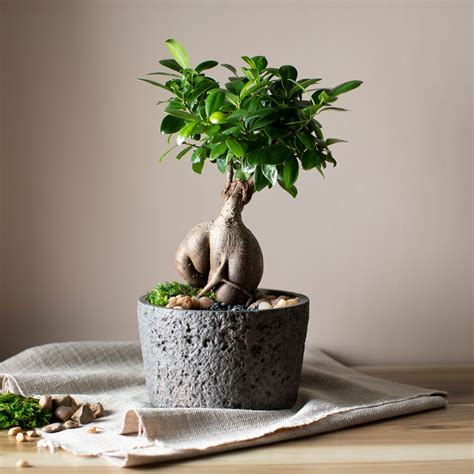 Ginseng ficus bonsai care – growing ginseng ficus as a bonsai tree ...