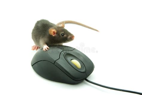 Computer Mouse Royalty Free Stock Photo Image 7829555