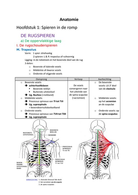 Spieren Van De Romp Anatomie Hoofdstuk 1 Spieren In De Romp DE