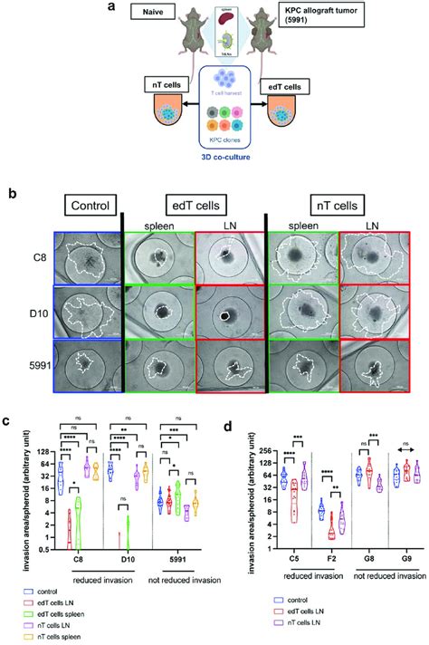 T Cell Mediated Pdac Cancer Spheroid Killing Is Specific For Pdac Download Scientific Diagram