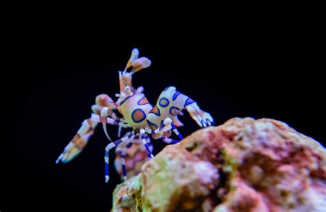 Acuario Nacional De Santo Domingo Precio Entradas Y Horario