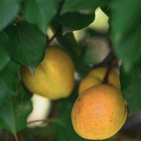 Apricot Moorpark Newmans Nursery