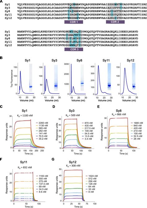 Figures and data in Structures of ferroportin in complex with its ...