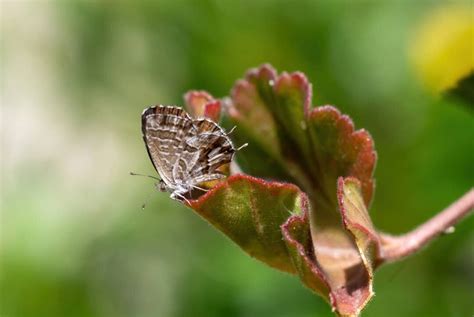 Repelente Natural Para Mariposa De Geranios Adi S A Las Plagas