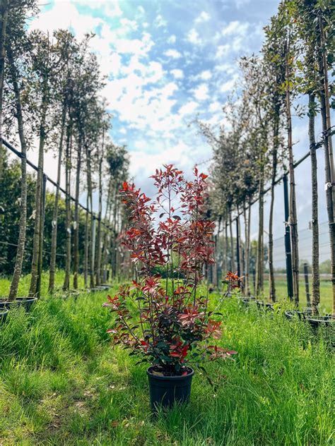 Photinia Fraseri Red Robin Struik Bestel Bij BoomNL BoomNL