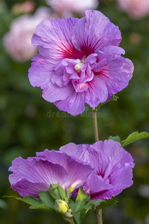 Hibiscus Syriacus Korean Rose Of Syrische Ketmia Shrub In Bloom