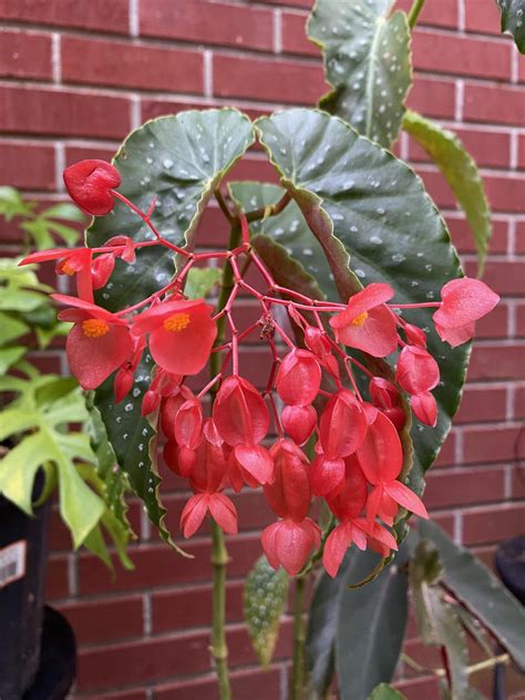 Angel wing begonia propagation : r/begonias