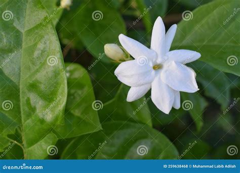 Jasmine Flower in the Home Garden Stock Photo - Image of nature, flower ...