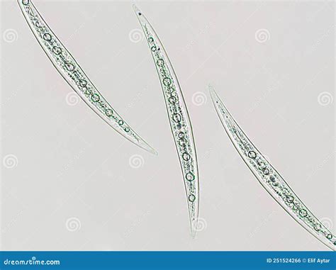 Freshwater Closterium Unicellular Charophyte Green Algae Closteriaceae