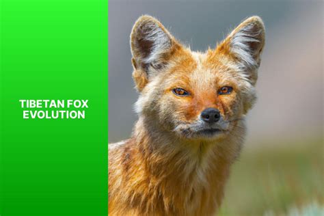 Exploring The Fascinating Evolution Of The Tibetan Fox An Adaptation