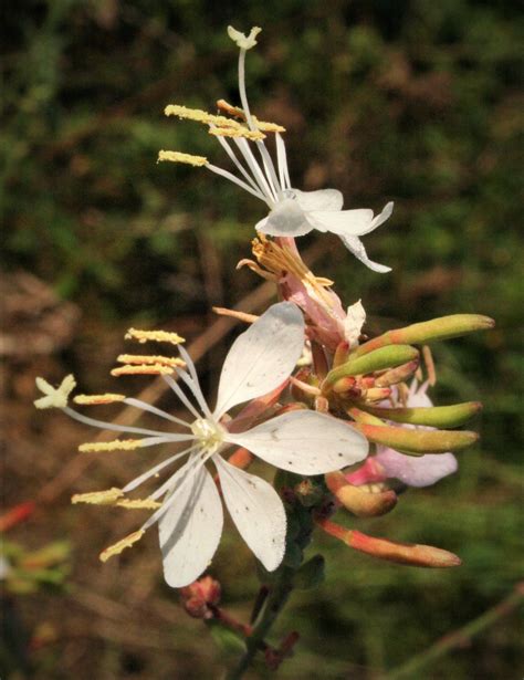 Gaura, Large-Flowered | Hamilton Native Outpost