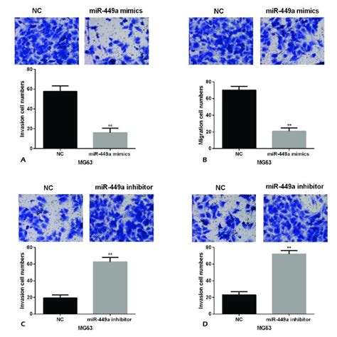 Mir A Overexpression Suppressed Mg Cell Migration And Invasion