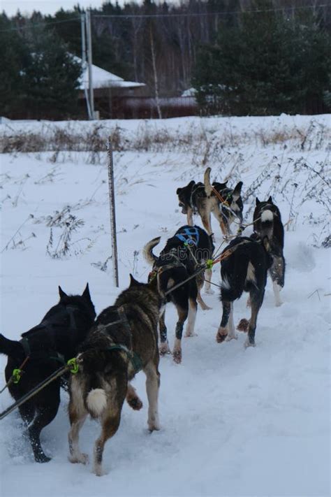 Alaskan Huskies Pull Sled And Run Forward Team Sledding Mix Breed Dogs