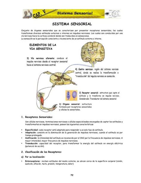 Sistema Sensorial Full Ciencia Udocz