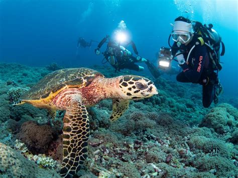 Dive Photo in Tubbataha Palawan Philippines Editorial Stock Image ...