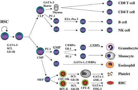 Figure 2 From Role Of Transcription Factors In Differentiation And