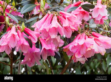 Hanging Pink Bell Flowers Of The May Blooming Evergreen Shrub